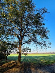 Obraz premium tree in the field