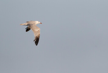  Audouin's Gull, Ichthyaetus audouinii