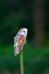 Kerkuil, Barn Owl, Tyto alba