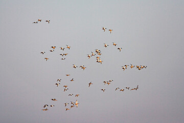 Northern Shoveler, Slobeend, Anas clypeata