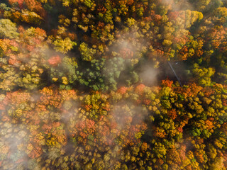 Colorful Foliage of Trees in City Park. Aerial Drone top Down View. Above Fog Level