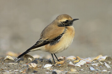 Desert Wheatear, Oenanthe deserti