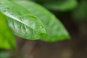 leaf with water drops