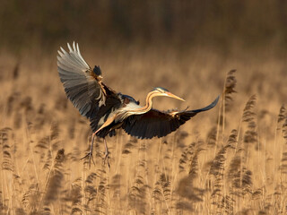 Purple Heron, Purperreiger, Ardea purpurea