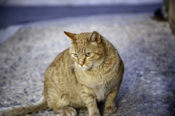 Orange cat resting street