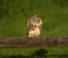 Common Buzzard, Buizerd, Buteo buteo