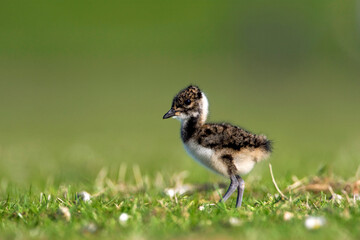 Obraz premium Kievit, Northern Lapwing, Vanellus vanellus