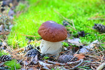 boletus edulis mushroom