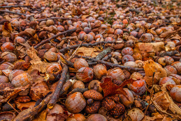 close up of a pile of nuts