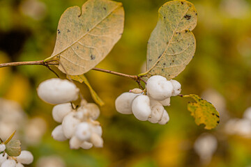 Bush with white berries, snowfield, close-up