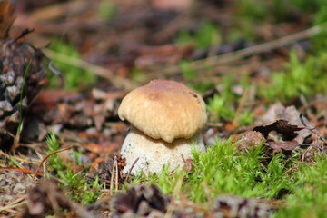 orange cap boletus