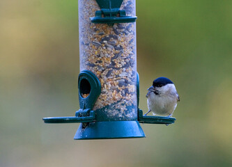 Marsh Tit, Glanskop, Poecile palustris