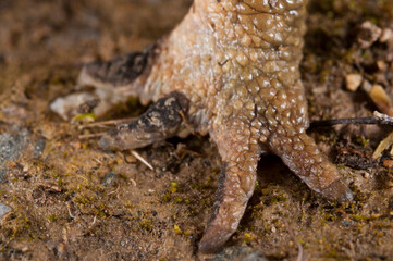 Common toad leg (Bufo bufo), Italy.