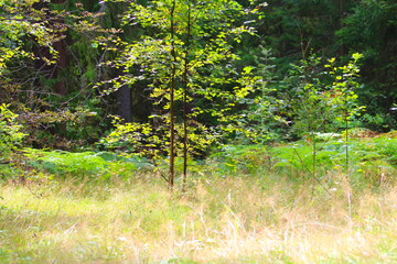 green grass and trees