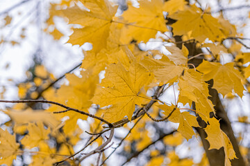 The last, yellow maple leaves on the tree. Concept, autumn is leaving