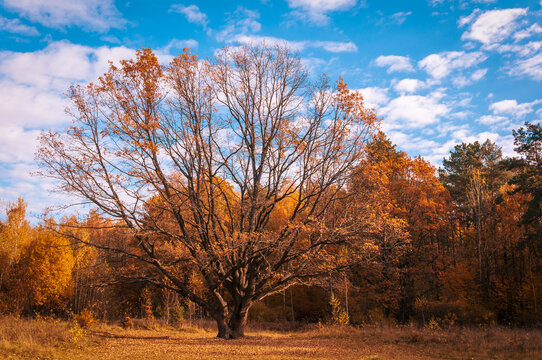 Autumn forest. Belarusian landscape. Large old oak tree. Sprawling branches with yellow leaves against a blue sky with clouds.