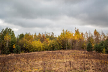 Fototapeta premium Autumn cloudy landscape. The edge of a birch grove. Trees with yellow leaves and a gray sky.