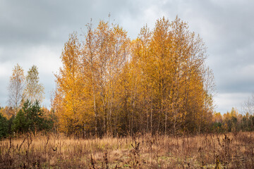 Autumn cloudy landscape. The edge of a birch grove. Trees with yellow leaves and a gray sky.