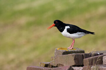Eurasian Oystercatcher, Scholekster, Haematopus ostralegus
