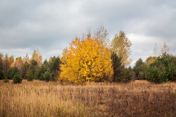 Fototapeta premium Autumn cloudy landscape. The edge of a birch grove. Trees with yellow leaves and a gray sky.