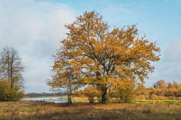 Autumn forest. Belarusian landscape. Large old oak tree on the river bank. Sprawling branches with yellow leaves against a blue sky with clouds.