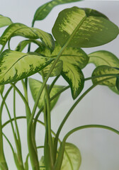 Obraz premium Home ornamental plants green, dieffenbachia flower,