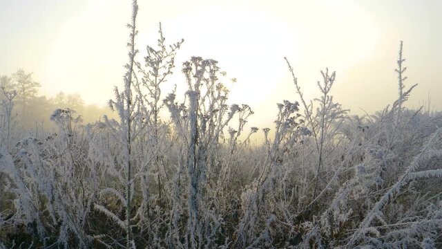 CLOSE UP, DOF: Scenic rural landscape is covered in beautiful ice crystals. Shrubbery and grass freeze over and are illuminated by the winter sunrise. Frost covered shrub on a late autumn morning.