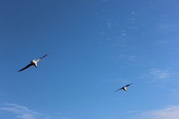 Obraz premium seagull bird