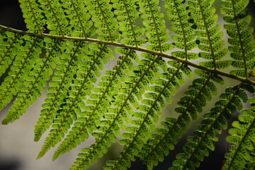 Paproć roślinne tło © Anna