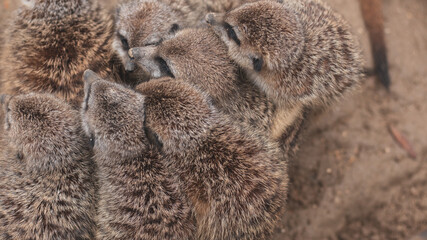 Suricate en Normandie