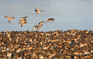 Smient, Eurasian Wigeon, Anas penelope