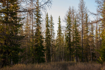 Early spring forest with pines and spruces with short needles and birches without leaves on the...