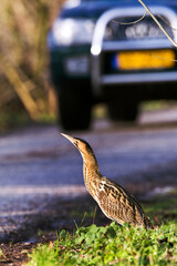 Roerdomp, Eurasian Bittern, Botaurus stellaris