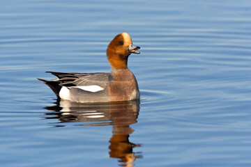 Smient, Eurasian Wigeon, Anas penelope