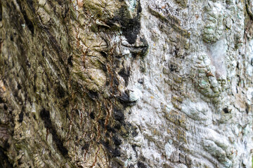 Tree bark texture suitable for background