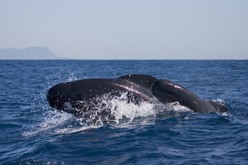 Obraz premium Long-finned Pilot Whale, Globicephala melas