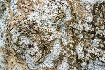 Tree bark texture suitable for background