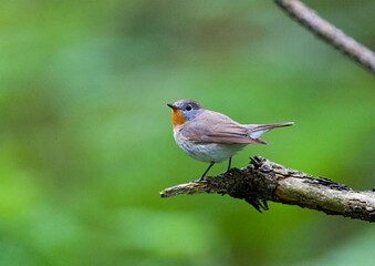 Red-breasted Flycatcher