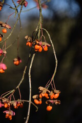 Trzmielina pospolita owoce jesienne tło