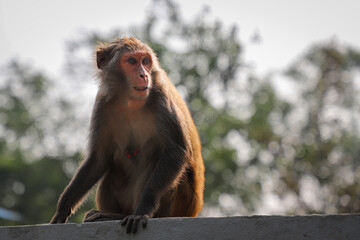 A monkey in the largest mangrove forest Sundarbans in Bangladesh