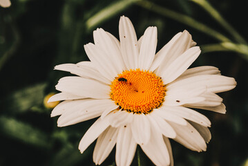 Fototapeta premium Chamomile and small fly on a flower