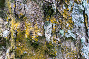 Tree bark texture suitable for background