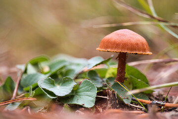 Mushroom in Grass