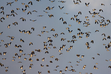 Northern Lapwing, Kievit, Vanellus vanellus