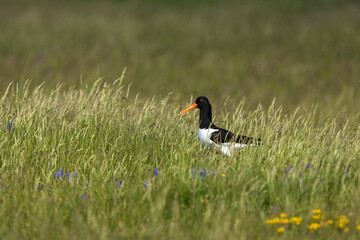 Eurasian Oystercatcher, Scholekster, Haematopus ostralegus