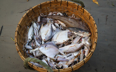 fish in a basket n sand after fishing