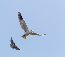 Black-winged Kite, Elanus caeruleus