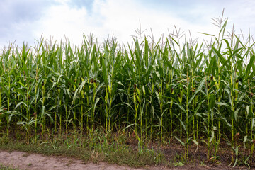 corn field in the summer with sky and rural road
