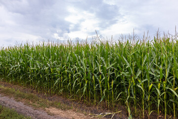 Obraz premium corn field in the summer with sky and rural road