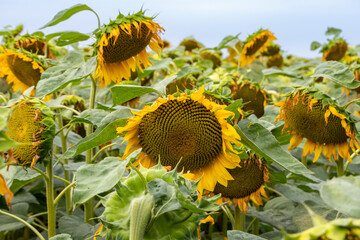 closeup of blooming sunflowers in the field in summer